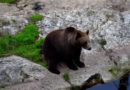 Medveveszély Magyarországon: lakossági fórumokat tartanak Medveveszély Magyarországon: lakossági fórumokat tartanak