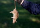Folytatódik a patkányirtás a fővárosban: újabb területeket tisztítanak meg Folytatódik a patkányirtás a fővárosban: újabb területeket tisztítanak meg