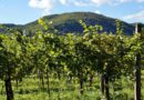 Pénzeső hullott a borászatokra – érdekes helyekre is jutott Pénzeső hullott a borászatokra – érdekes helyekre is jutott