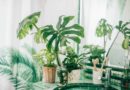 8 növény, ami vígan elél a fürdőszobában – Oázishangulatot varázsolnak
