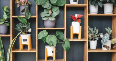 Ötször annyi szobanövény is elfér, ha így rendezed el őket: pofonegyszerű a design Ötször annyi szobanövény is elfér, ha így rendezed el őket: pofonegyszerű a design